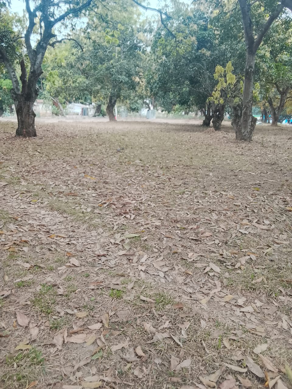 Photo 37 — après les travaux, Lycée agricole du km 17 à Brazzaville
